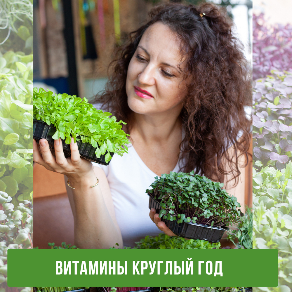 Семена горох зеленый Мадрас, микрозелень 5кг. Горох для проращивания