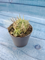 Euphorbia meloformis f. Variegated (Эуфорбия вариегатная)