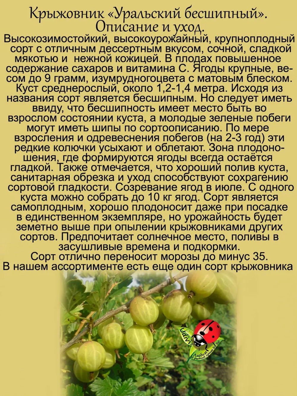 Крыжовник Уральский бесшипный