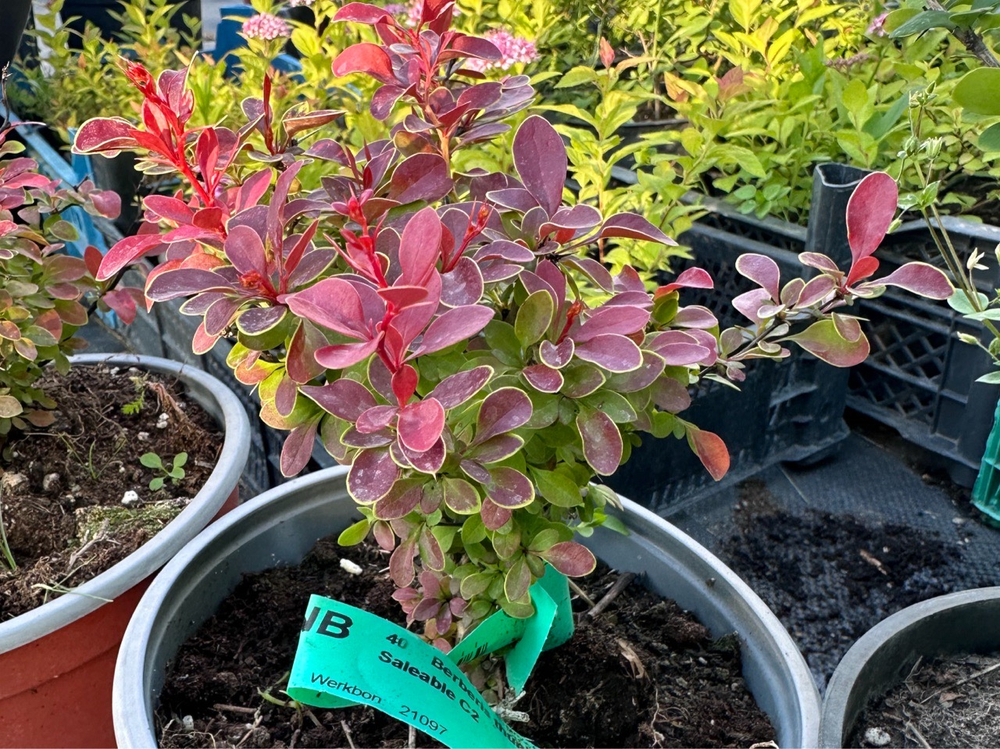 Барбарис Atropurpurea Nana