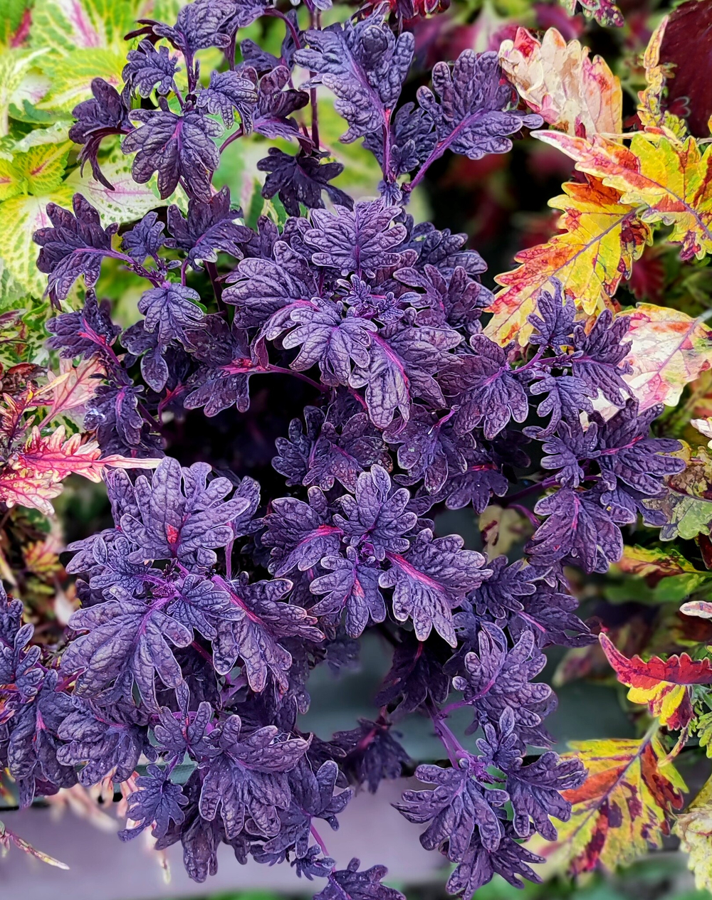 UTS Black Coral колеус_Сейчас