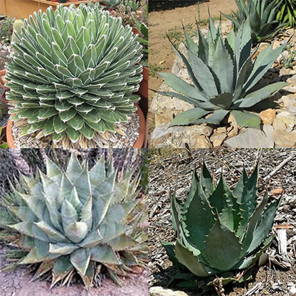 Агава микс (Agave Species Mix) 5 шт