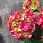 Таблетензия пинк (Tabletensia Pink) С7.5 (7.5л.) в наличии