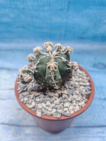 Astrophytum Myriostigma "Hakujo Fukuryu" (Астрофитум)