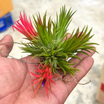 Тилландсия ionantha Fuego (Т69)