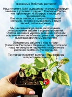 Лантана Голд Соннвар вериегатная