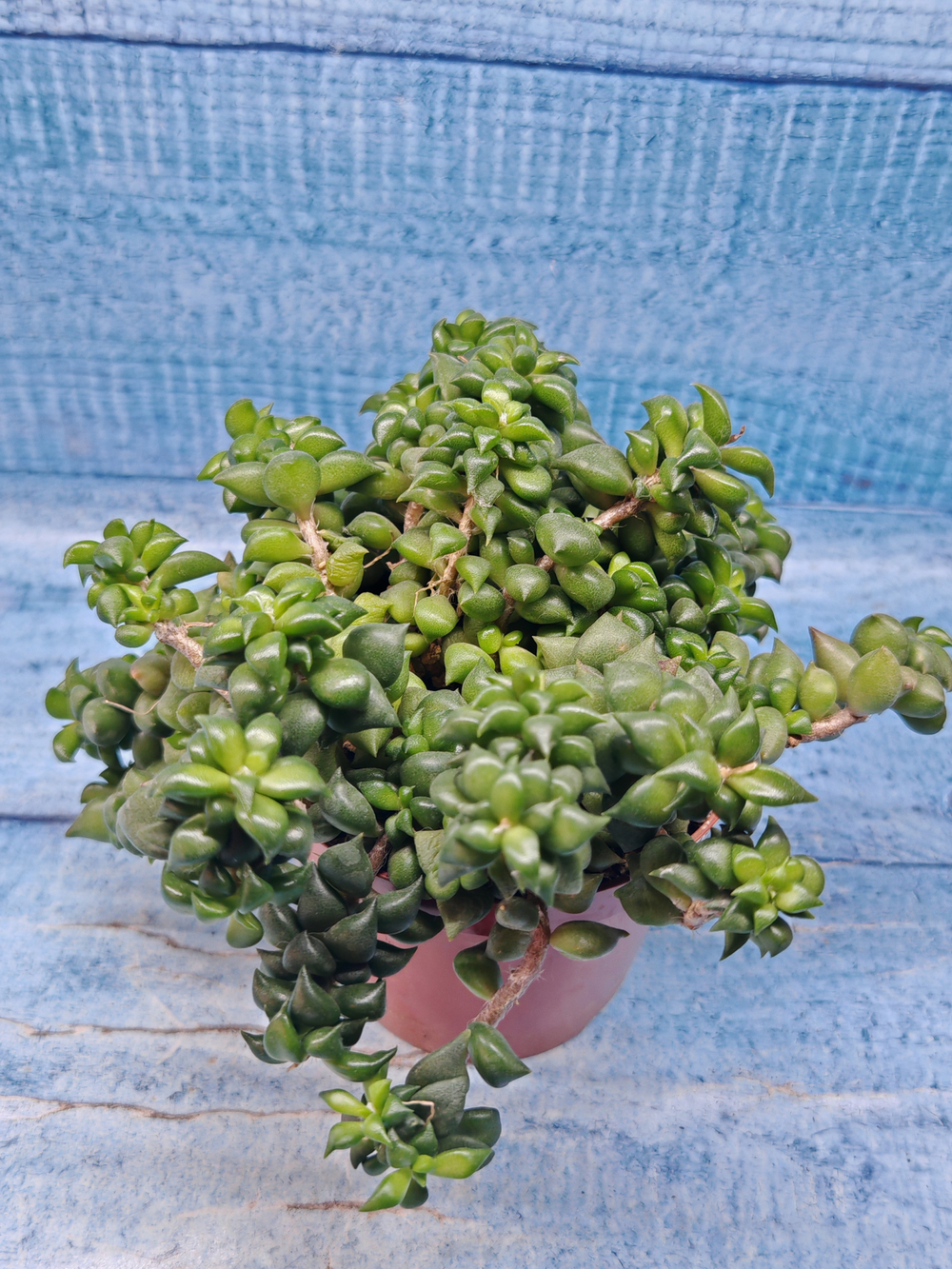 Anacampseros Filamentosa (Анакампсерос)