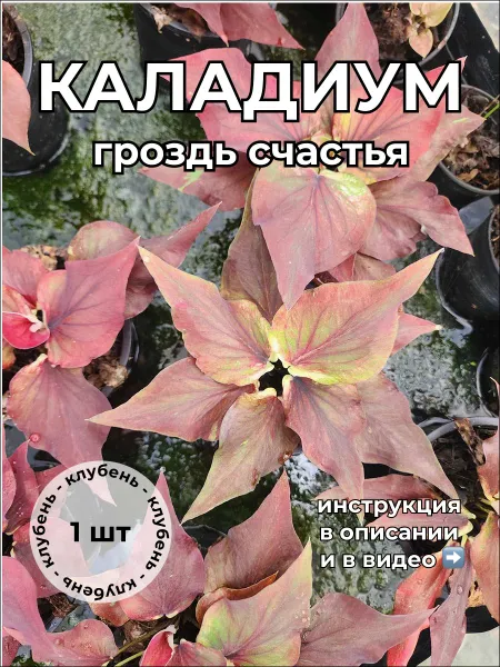 Каладиум Гроздь счастья клубень