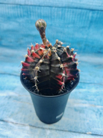 Gymnocalycium Variegata (Гимнокалициум Вариегатный)
