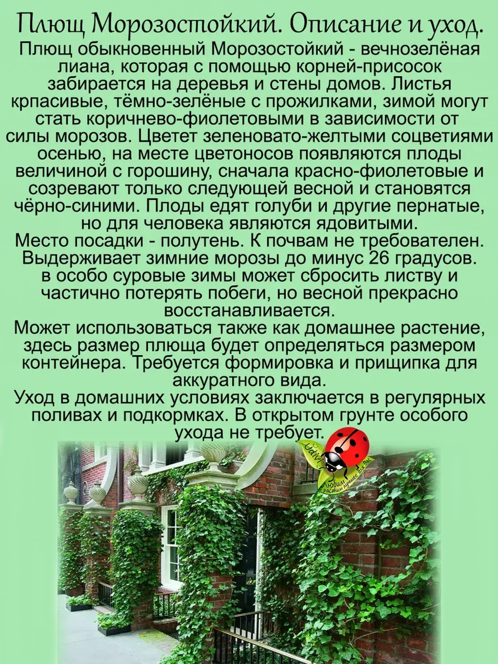 Хедера зимостойкий плющ