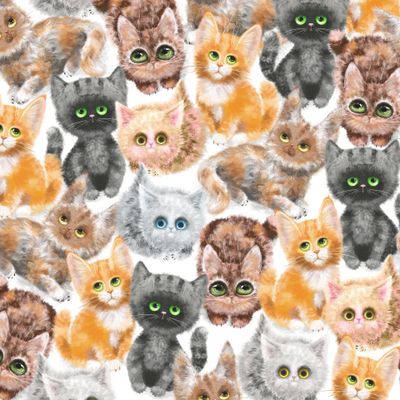 Fluffy cats Пушистые котята на белом фоне