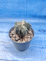 Astrophytum Myriostigma Fukuryu (Астрофитум)