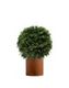Комплект - Туя-Самшит 70 см в кашпо TREEZ Effectory Corten Steel