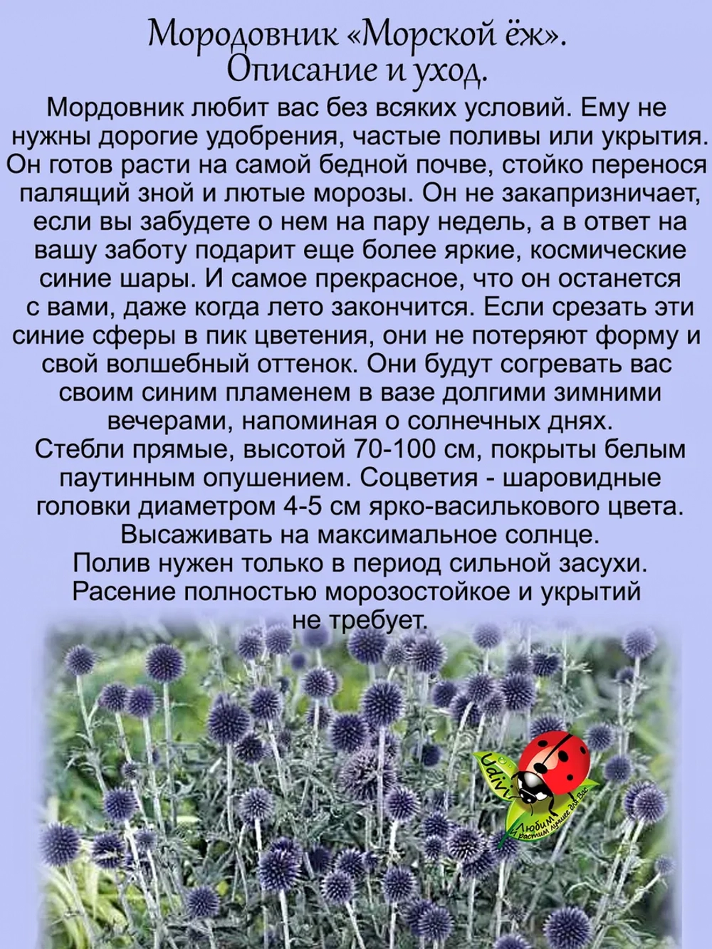 Мордовник Морской ёж