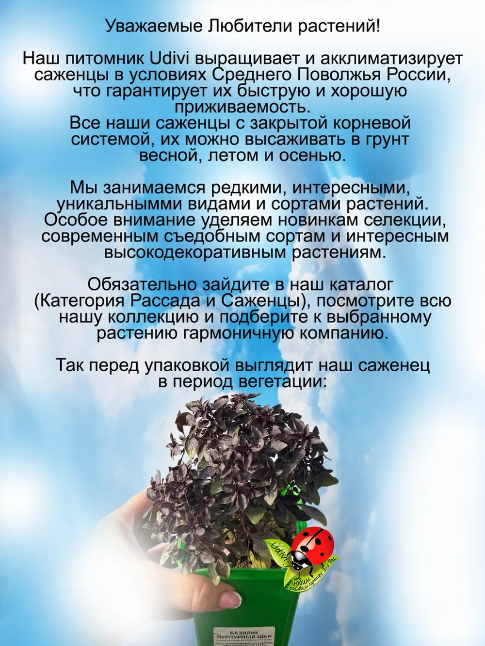 Базилик Пурпурный шар