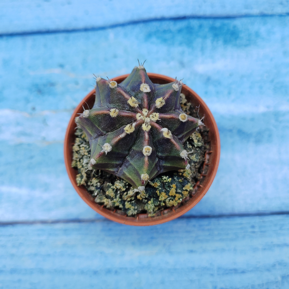 Gymnocalycium Friedrichii (Гимнокалициум)
