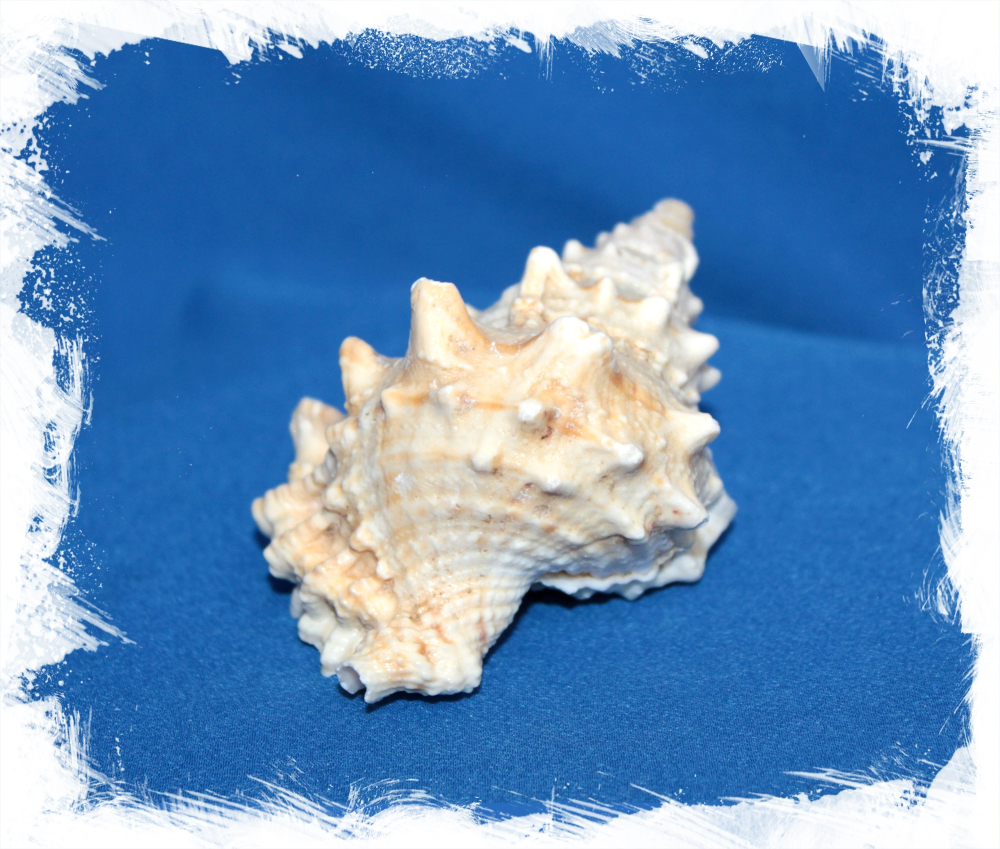 Морская ракушка Бурса Лиссостома, 8-12см, 1шт