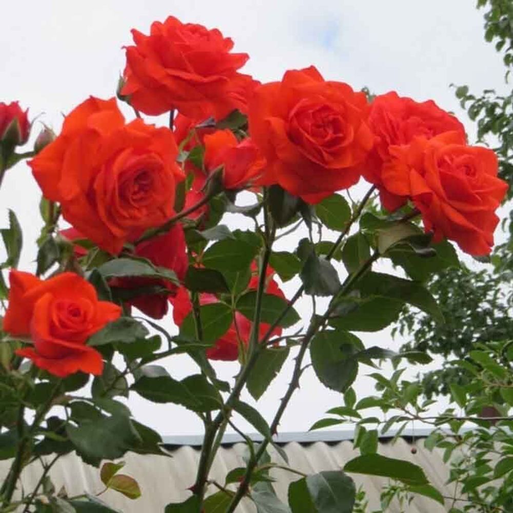 Салита (Salita)