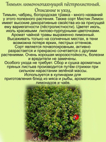 Тимьян Мистический лимон лимоннопахнущий чабрец