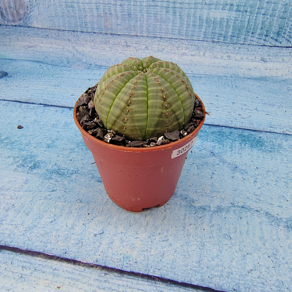 Euphoria Obesa (Эуфорбия)