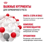 Сухой корм для котят в возрасте до 12 месяцев  Royal Canin Kitten РАЗВЕСНОЙ