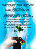 Морозник Анемон Еллоу восточный желтый