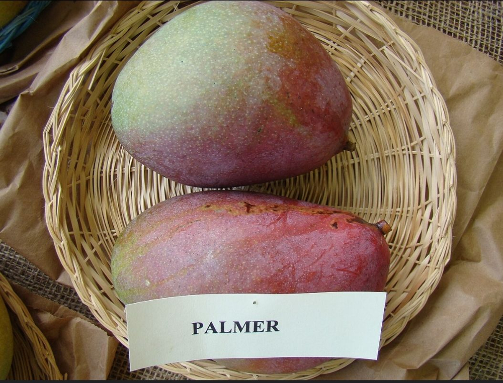 Манго Palmer
