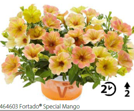 ЕВРО Петуния Fortado Special Mango (Volmary) укоренный черенок НАЧАЛО ЯНВАРЯ поставка 7