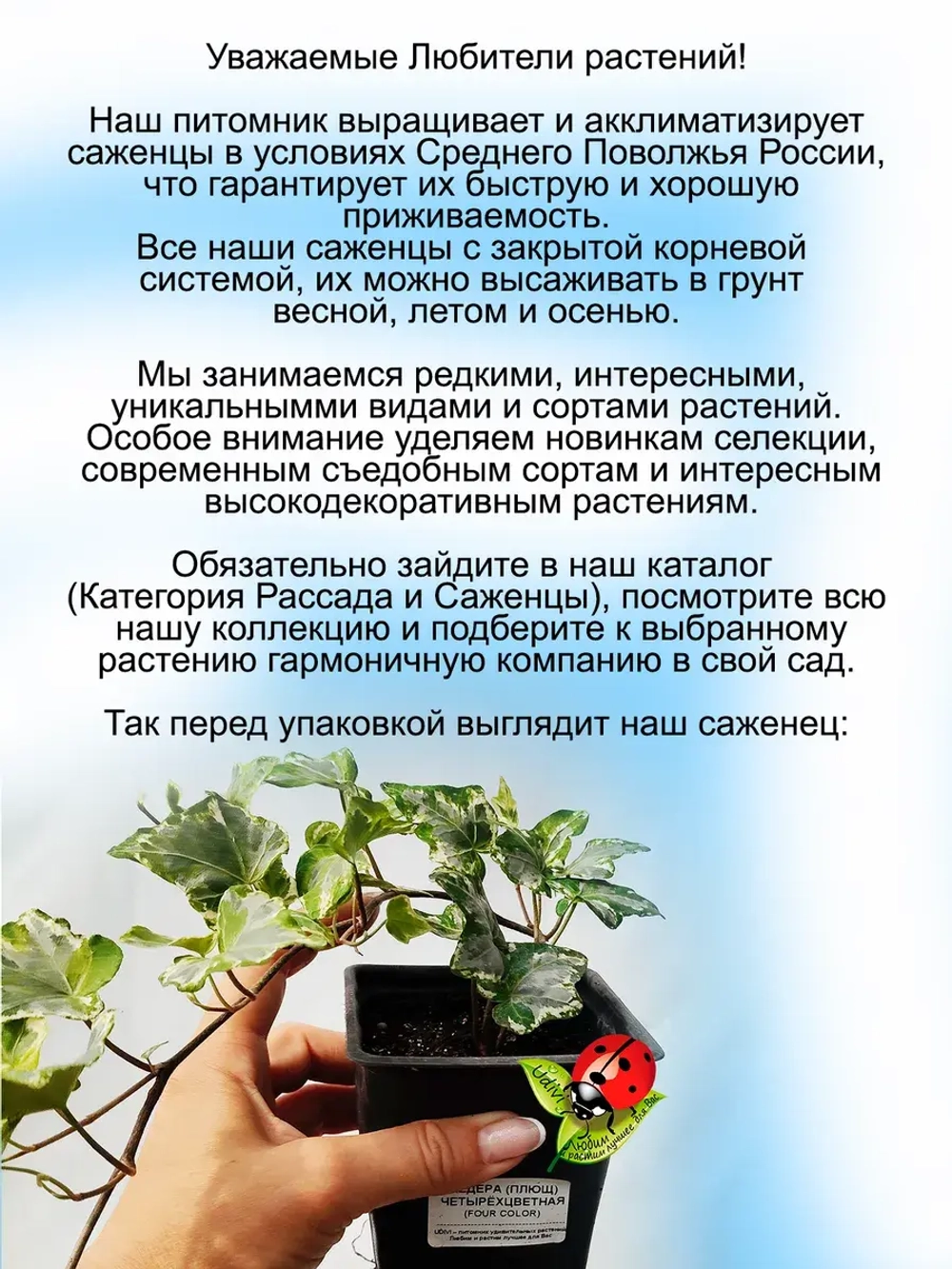 Хедера Мятный колибри Хеликс минт четырехцветная
