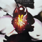 Chrysta Bell, David Lynch - Cellophane Memories - Clear LP