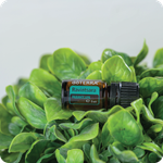 Эфирное масло dōTERRA Равинтсара, Ravintsara, 5 мл