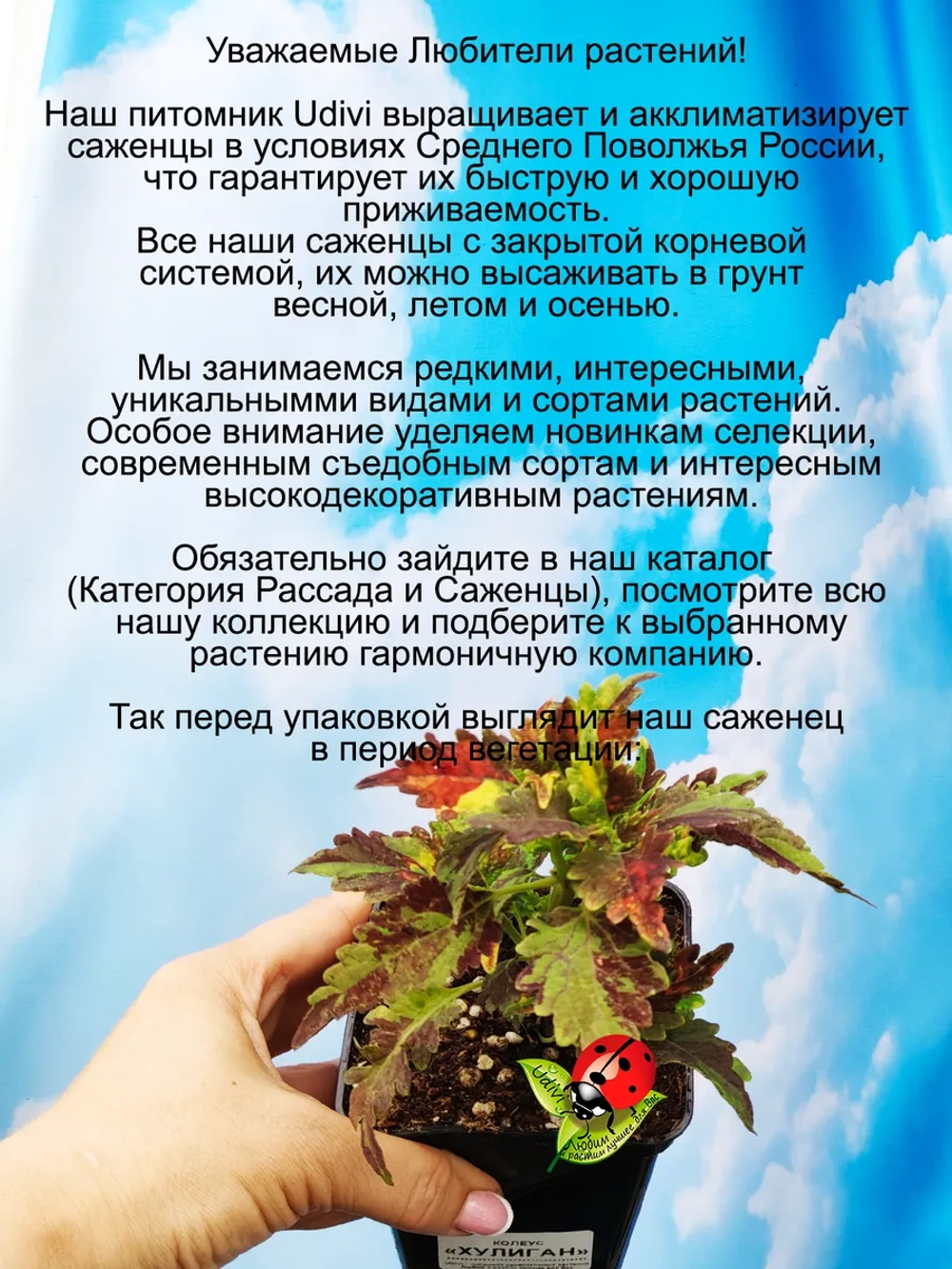Колеус Хулиган вегетативный