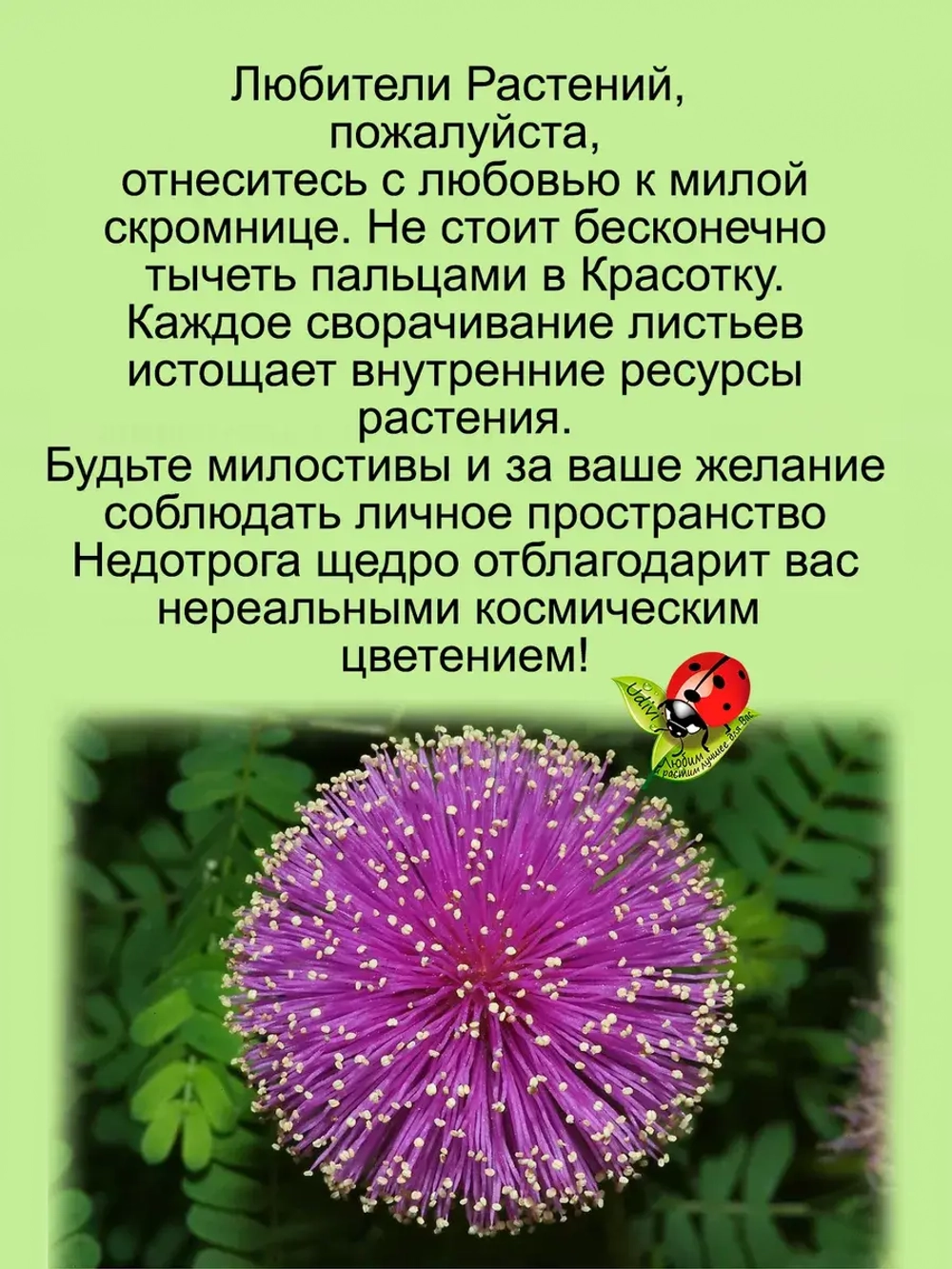 Мимоза стыдливая "Не тронь меня"