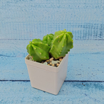 Echinocereus Viereckii Moricalli (Эхиноцереус)