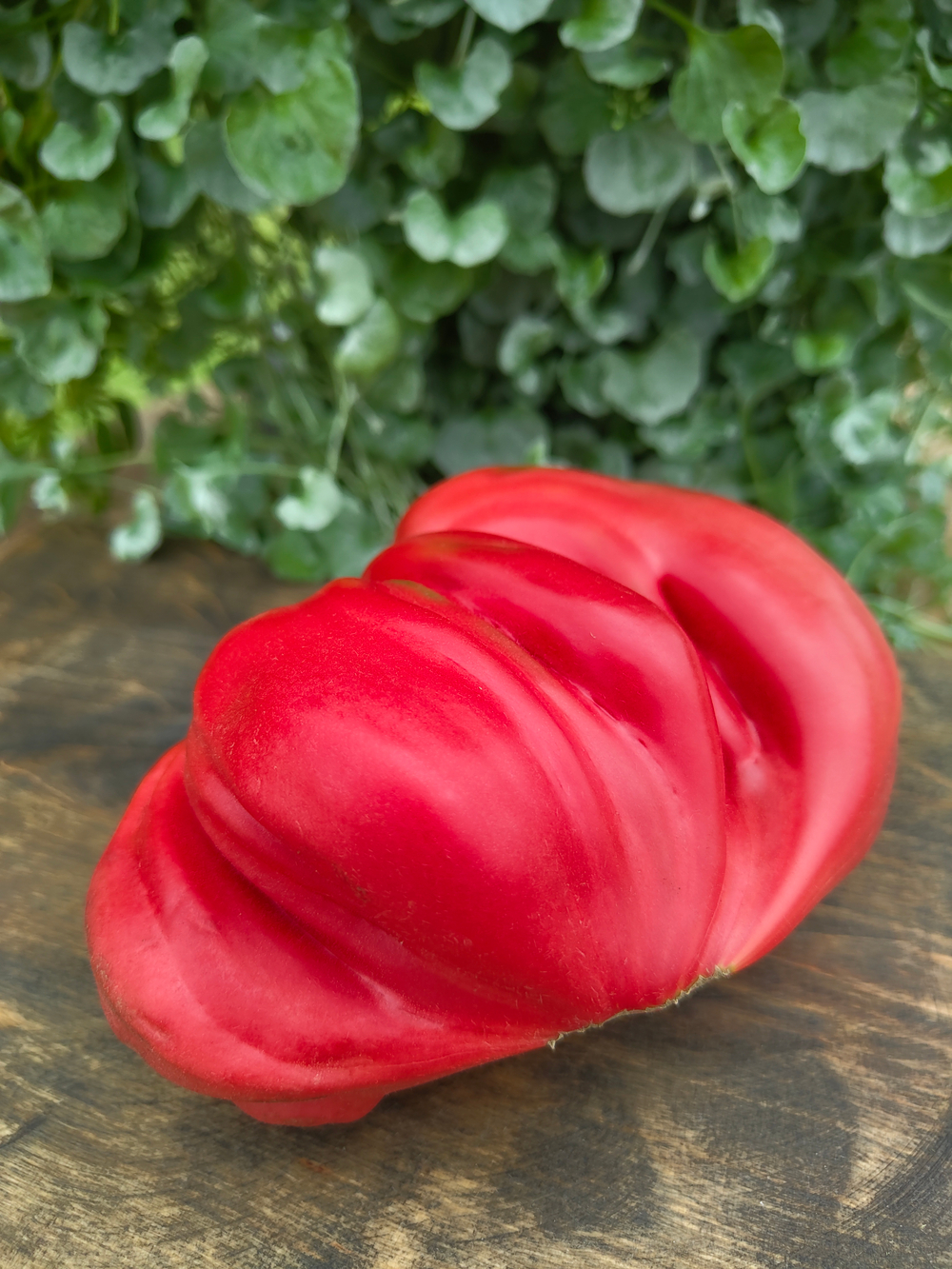 Сердце Марты (Martha's Heart)