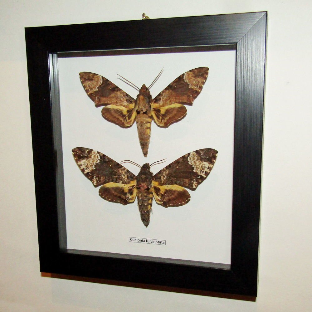 Бражник Coelonia fulvinotata пара в рамке
