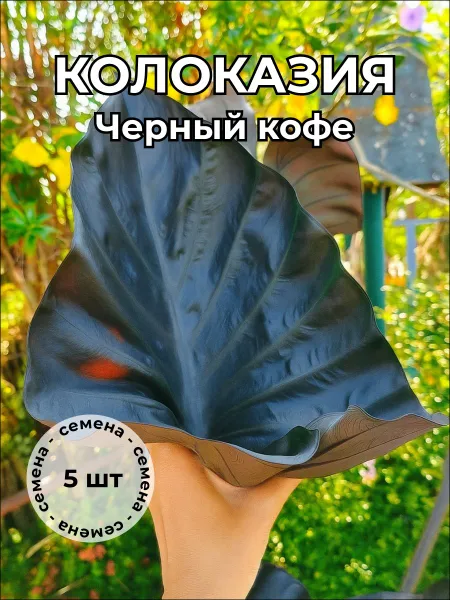Колоказия "Черный кофе" — семена, 5 шт.