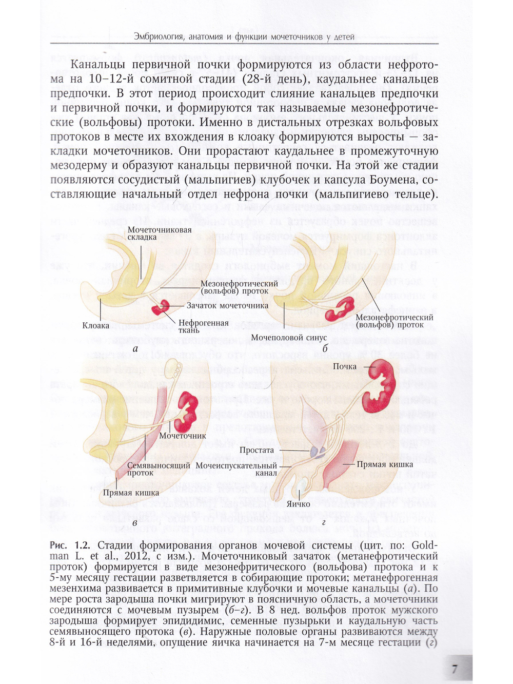 Мегауретер у новорожденных и детей раннего возраста