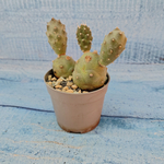Tephrocactus Articulatus (Тефрокактус)