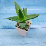 Aloe Mitriformis (Алоэ)