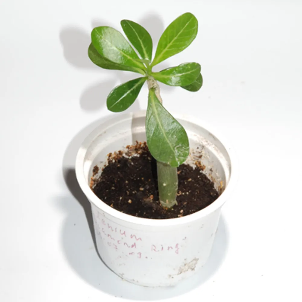 Adenium Obessum Diamond Ring
