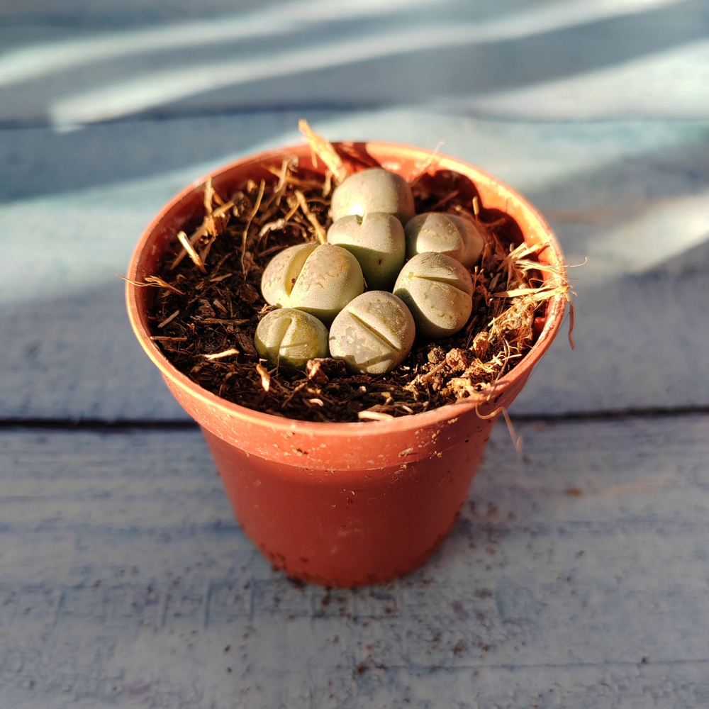 Lithops sp. (Литопсы)