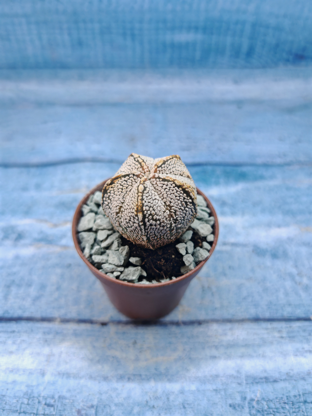 Astrophytum Asterias "Super Kabuto" (Астрофитум)