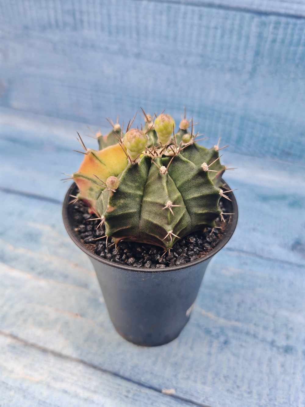 Gymnocalycium Variegata (Гимнокалициум Вариегатный)