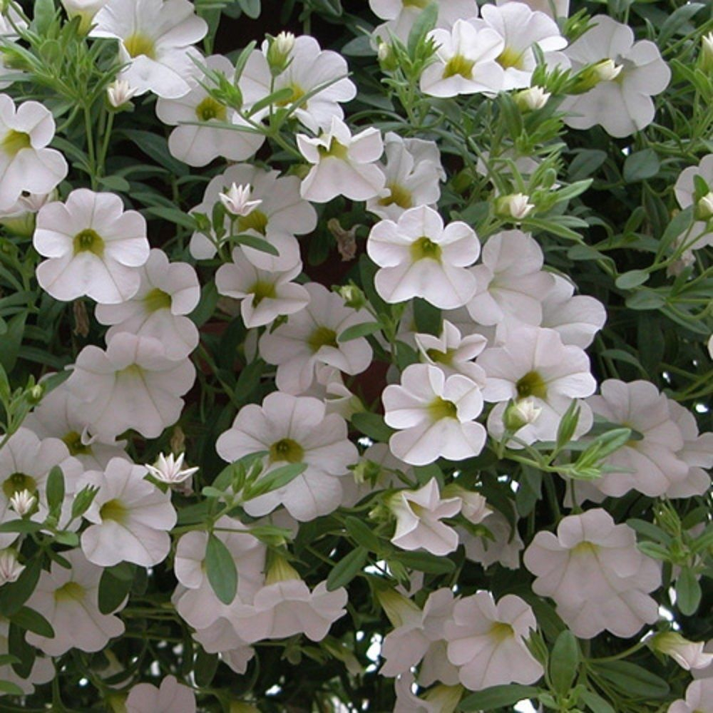 ЕВРО Калибрахоа Million Bells Trailing Ice укореннный черенок ОКС