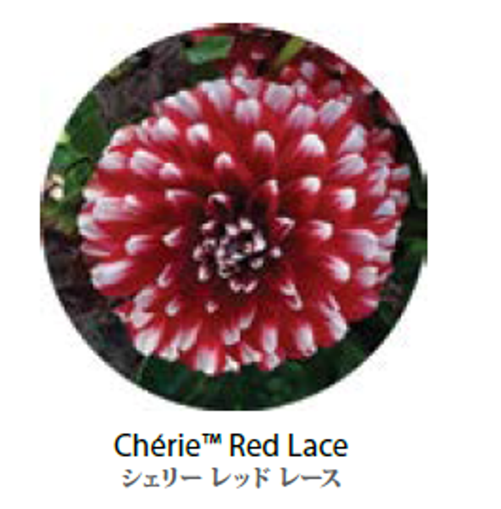 ЕВРО Георгина Cherie Red Lace укорененный ЕВРО черенок февраль поставка 11