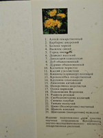 Набор открыток "Экскурсия в природу. Лекарственные растения. Выпуск III", 25 шт., 1978 г.