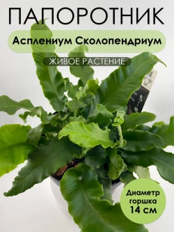 Асплениум Сколопендровый. Папоротник живой комнатный