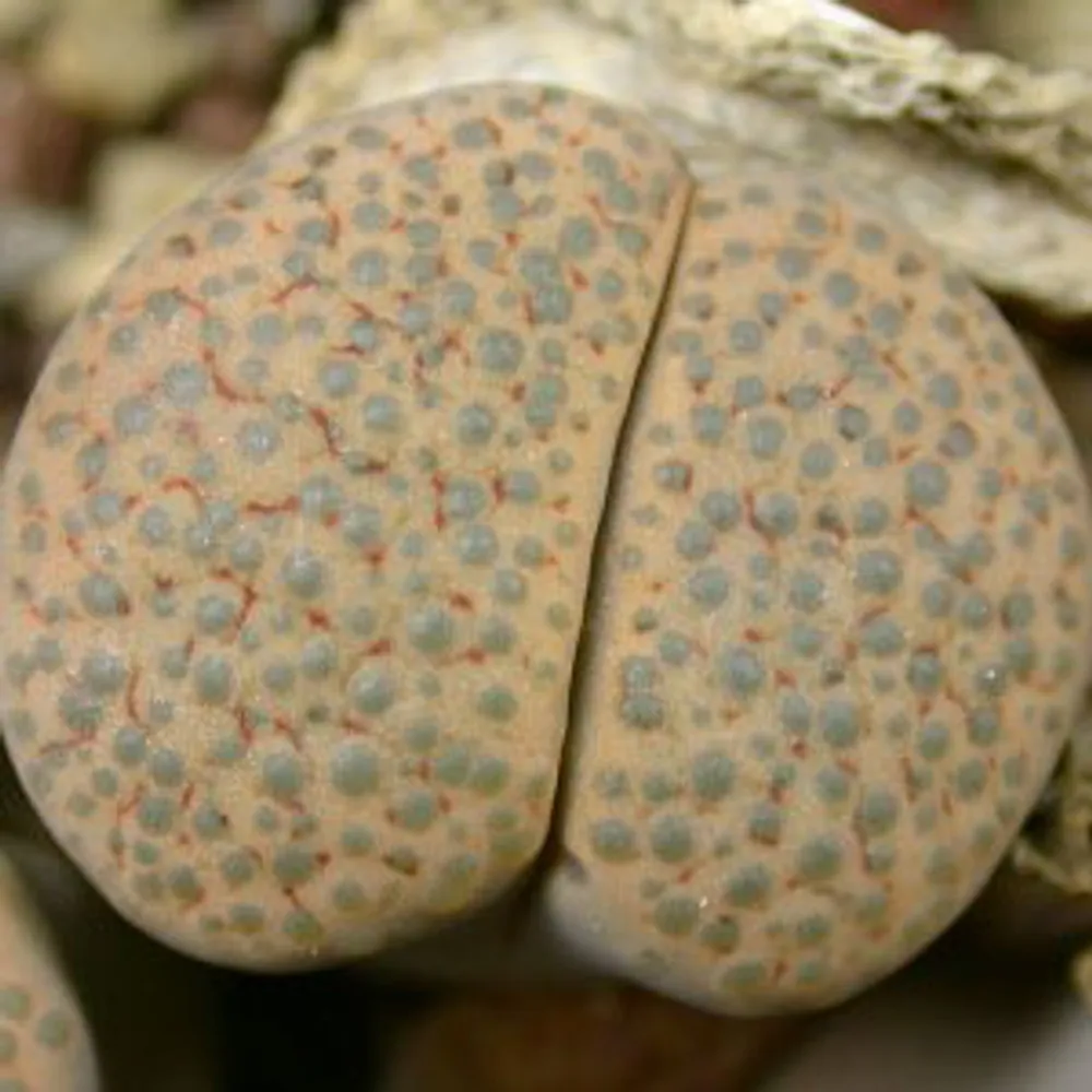Литопс (C219 Lithops fulviceps v. fulviceps syn. lydiae) живые камни семена