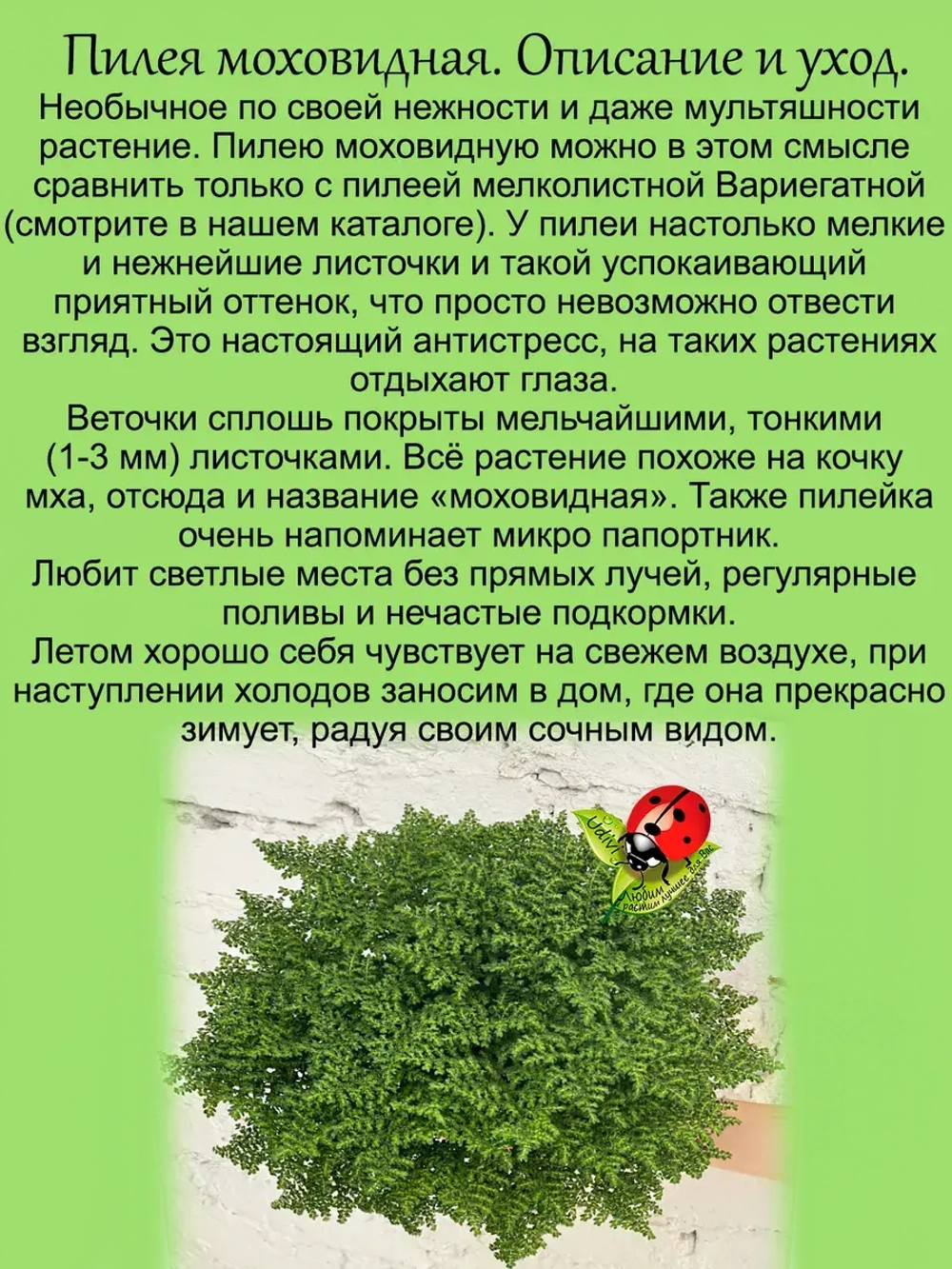 Пилея моховидная